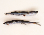 あご(飛び魚)